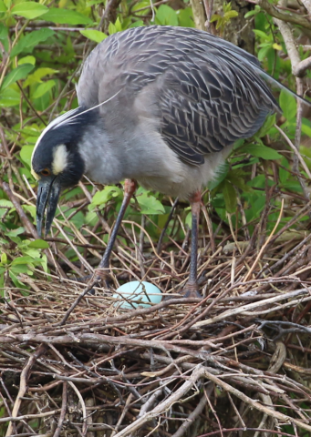 A Black Crowned Night Heron and Egg - Ocean City, NJ