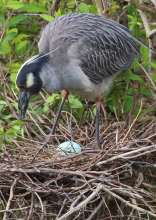 A Black Crowned Night Heron and Egg - Ocean City, NJ